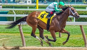 开云体育官网app-南非橄榄球赛事成为全球橄榄球重要组成部分，南非橄榄球赛事成为全球橄榄球重要组成部分吗